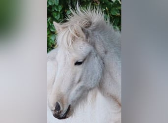 Caballos islandeses, Yegua, 3 años, Palomino