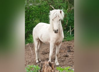 Caballos islandeses, Yegua, 3 años, Palomino