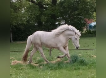 Caballos islandeses, Yegua, 3 años, Palomino