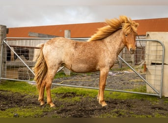 Caballos islandeses, Yegua, 3 años, Ruano alazán