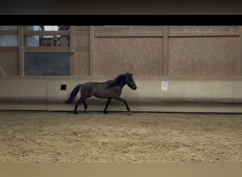 Caballos islandeses, Yegua, 4 años, 132 cm, Negro
