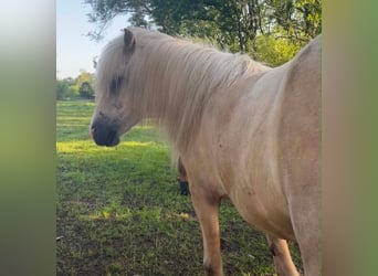 Caballos islandeses, Yegua, 4 años, 134 cm, Palomino