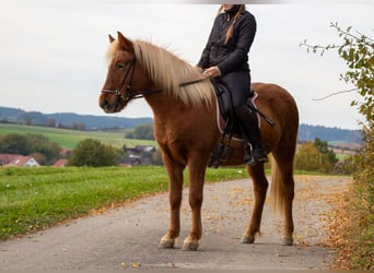 Caballos islandeses, Yegua, 4 años, 137 cm, Alazán