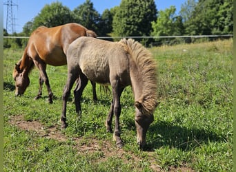Caballos islandeses, Yegua, 4 años, 137 cm, Castaño