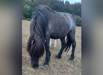 Caballos islandeses, Yegua, 4 años, 137 cm, Ruano azulado