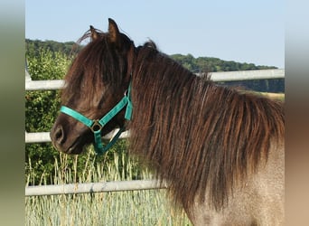 Caballos islandeses, Yegua, 4 años, 137 cm, Ruano azulado