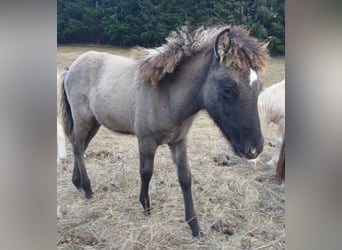 Caballos islandeses, Yegua, 4 años, 137 cm, Ruano azulado