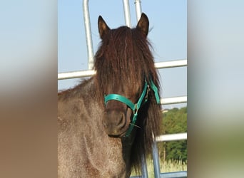Caballos islandeses, Yegua, 4 años, 137 cm, Ruano azulado