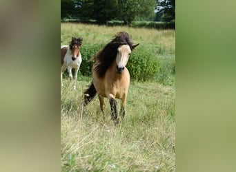 Caballos islandeses, Yegua, 4 años, 138 cm
