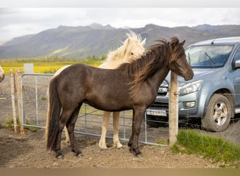 Caballos islandeses, Yegua, 4 años, 138 cm, Negro