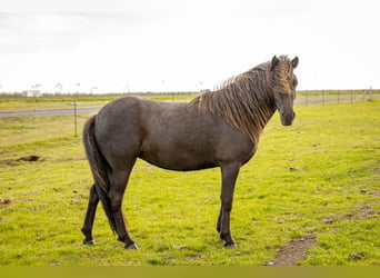 Caballos islandeses, Yegua, 4 años, 138 cm, Negro