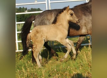 Caballos islandeses, Yegua, 4 años, 138 cm, Ruano azulado