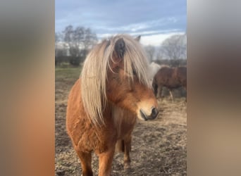 Caballos islandeses, Yegua, 4 años, 139 cm, Alazán