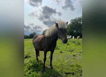 Caballos islandeses, Yegua, 4 años, 139 cm