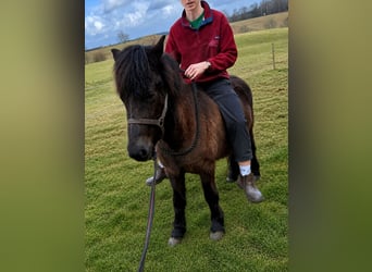 Caballos islandeses, Yegua, 4 años, 140 cm, Negro