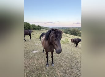 Caballos islandeses, Yegua, 4 años, 140 cm, Negro