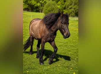 Caballos islandeses, Yegua, 4 años, 140 cm, Negro
