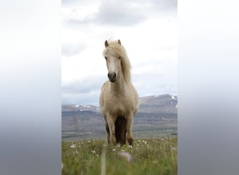 Caballos islandeses, Yegua, 4 años, 140 cm, Palomino
