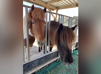 Caballos islandeses, Yegua, 4 años, 140 cm, Pío
