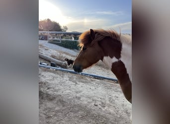 Caballos islandeses, Yegua, 4 años, 140 cm, Pío
