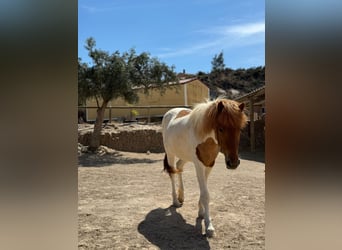 Caballos islandeses, Yegua, 4 años, 140 cm, Pío