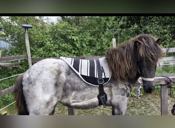 Caballos islandeses, Yegua, 4 años, 140 cm, Ruano azulado