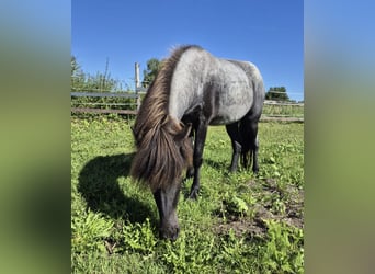 Caballos islandeses, Yegua, 4 años, 140 cm, Ruano azulado