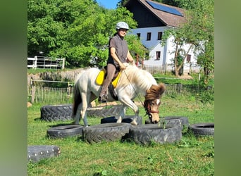 Caballos islandeses, Yegua, 4 años, 142 cm, Pío