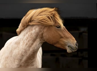 Caballos islandeses, Yegua, 4 años, 142 cm, Ruano alazán