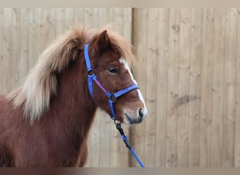 Caballos islandeses, Yegua, 4 años, Alazán