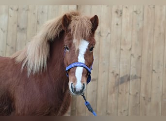 Caballos islandeses, Yegua, 4 años, Alazán