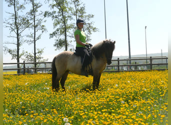 Caballos islandeses, Yegua, 5 años, 130 cm, Bayo