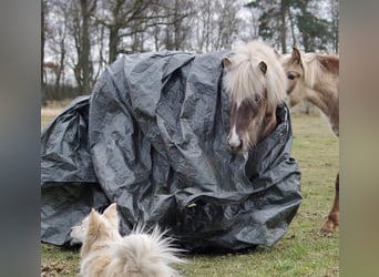 Caballos islandeses, Yegua, 5 años, 133 cm