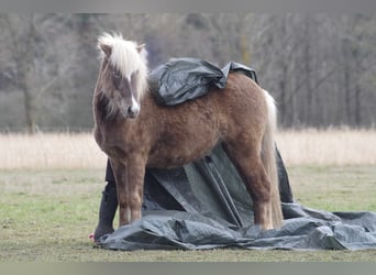 Caballos islandeses, Yegua, 5 años, 133 cm