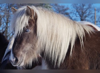 Caballos islandeses, Yegua, 5 años, 133 cm