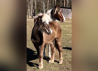 Caballos islandeses, Yegua, 5 años, 133 cm