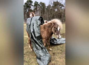 Caballos islandeses, Yegua, 5 años, 133 cm