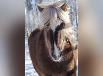 Caballos islandeses, Yegua, 5 años, 133 cm