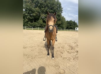 Caballos islandeses, Yegua, 5 años, 136 cm, Buckskin/Bayo