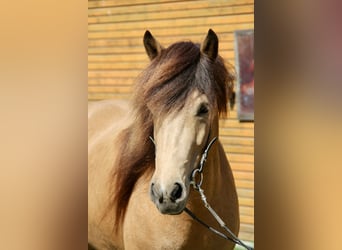 Caballos islandeses, Yegua, 5 años, 136 cm, Buckskin/Bayo