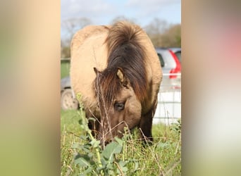 Caballos islandeses, Yegua, 5 años, 136 cm, Grullo