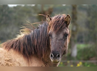 Caballos islandeses, Yegua, 5 años, 136 cm, Grullo