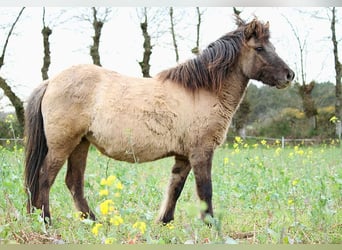 Caballos islandeses, Yegua, 5 años, 136 cm, Grullo