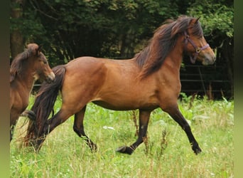 Caballos islandeses, Yegua, 5 años, 137 cm, Castaño