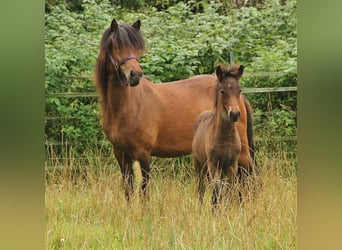 Caballos islandeses, Yegua, 5 años, 137 cm, Castaño