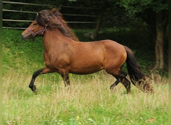 Caballos islandeses, Yegua, 5 años, 137 cm, Castaño