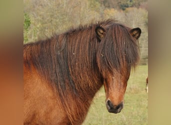 Caballos islandeses, Yegua, 5 años, 137 cm, Castaño