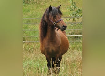 Caballos islandeses, Yegua, 5 años, 137 cm, Castaño