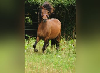 Caballos islandeses, Yegua, 5 años, 137 cm, Castaño