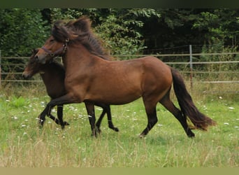 Caballos islandeses, Yegua, 5 años, 137 cm, Castaño